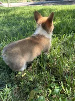 Charlie🩵, a male Pembroke Welsh Corgi for sale in Charlotte, NC – 3 of 6