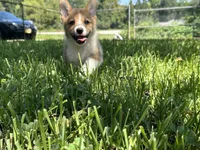 Charlie🩵, a male Pembroke Welsh Corgi for sale in Charlotte, NC – 2 of 6