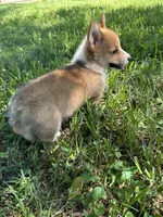Charlie🩵, a male Pembroke Welsh Corgi for sale in Charlotte, NC – 4 of 6