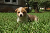 Bruno🩵, a male Pembroke Welsh Corgi for sale in Charlotte, NC – 5 of 8