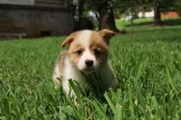 Bruno🩵, a male Pembroke Welsh Corgi for sale in Charlotte, NC – 6 of 8