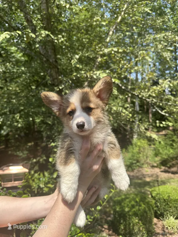 Benjamin 🩵 – Pembroke Welsh Corgi puppy for sale in Charlotte, NC