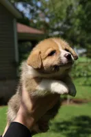 Mr. Squeak🩵, a male Pembroke Welsh Corgi for sale in Charlotte, NC – 4 of 7