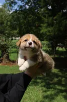 Mr. Squeak🩵, a male Pembroke Welsh Corgi for sale in Charlotte, NC – 3 of 7