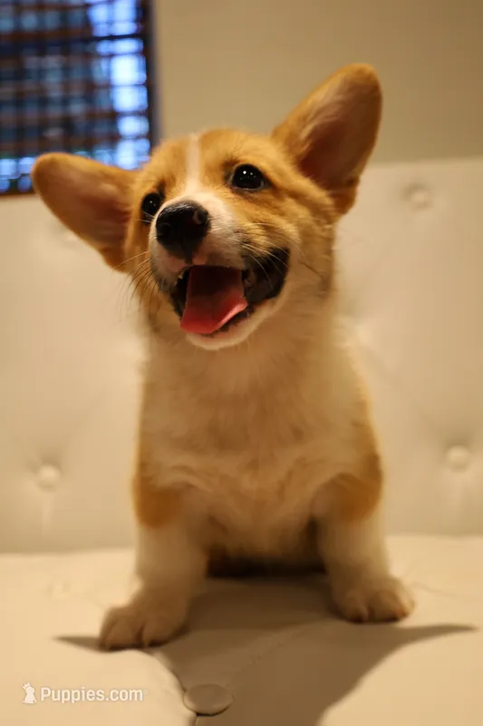 Charlie🩵 – Pembroke Welsh Corgi puppy for sale in Charlotte, NC