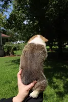Benjamin 🩵, a male Pembroke Welsh Corgi for sale in Charlotte, NC – 6 of 6