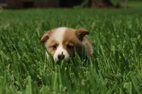 Bruno🩵, a male Pembroke Welsh Corgi for sale in Charlotte, NC – 2 of 8