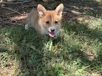 Charlie🩵, a male Pembroke Welsh Corgi for sale in Charlotte, NC – 5 of 6