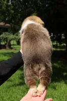 Mr. Squeak🩵, a male Pembroke Welsh Corgi for sale in Charlotte, NC – 7 of 7