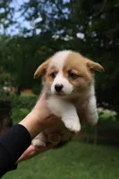 Bruno🩵, a male Pembroke Welsh Corgi for sale in Charlotte, NC – 7 of 8