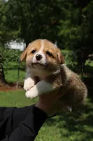 Mr. Squeak🩵, a male Pembroke Welsh Corgi for sale in Charlotte, NC – 2 of 7