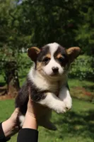 Coco🩷, a female Pembroke Welsh Corgi for sale in Charlotte, NC – 7 of 10