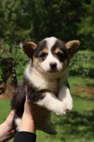 Coco🩷, a female Pembroke Welsh Corgi for sale in Charlotte, NC – 3 of 10