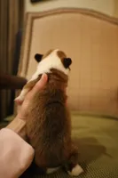 Sophie, a female Pembroke Welsh Corgi for sale in Charlotte, NC – Photo 5 of 5