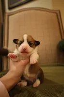 Sophie, a female Pembroke Welsh Corgi for sale in Charlotte, NC – Photo 1 of 5