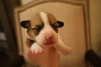 Sophie, a female Pembroke Welsh Corgi for sale in Charlotte, NC – Photo 2 of 5