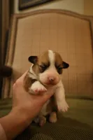 Sophie, a female Pembroke Welsh Corgi for sale in Charlotte, NC – Photo 3 of 5