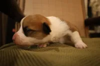 Sophie, a female Pembroke Welsh Corgi for sale in Charlotte, NC – Photo 4 of 5