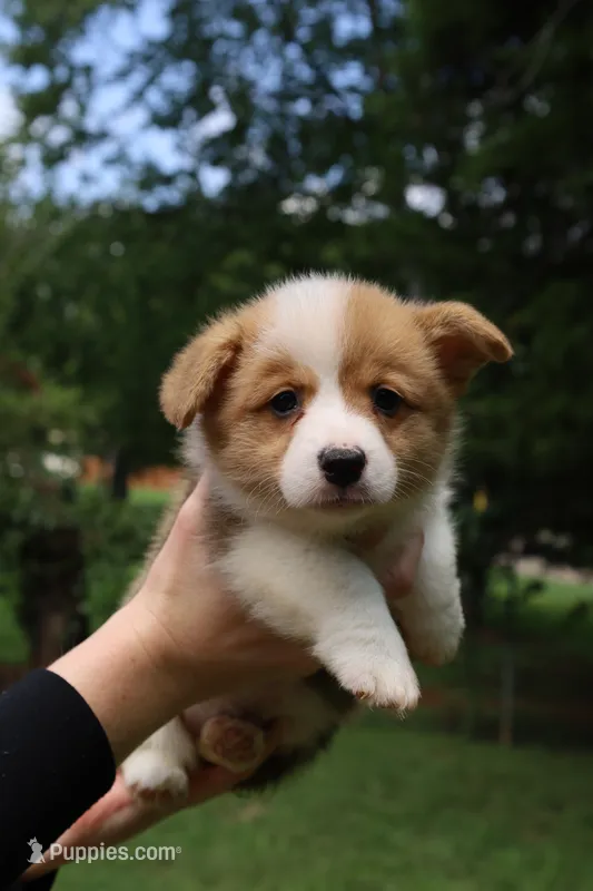 Bruno🩵 – Pembroke Welsh Corgi puppy for sale in Charlotte, NC