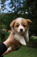 Bruno🩵, a male Pembroke Welsh Corgi for sale in Charlotte, NC – 1 of 8