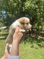 Bruno, a male Pembroke Welsh Corgi for sale in Charlotte, NC – 5 of 5