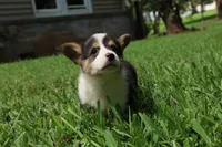 Coco🩷, a female Pembroke Welsh Corgi for sale in Charlotte, NC – 4 of 10