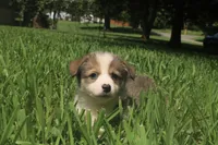 Benjamin 🩵, a male Pembroke Welsh Corgi for sale in Charlotte, NC – 2 of 6