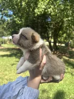 Bella, a female Pembroke Welsh Corgi for sale in Charlotte, NC – 3 of 4