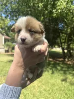 Bruno, a male Pembroke Welsh Corgi for sale in Charlotte, NC – 2 of 5