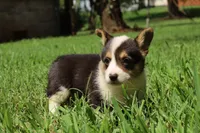 Coco🩷, a female Pembroke Welsh Corgi for sale in Charlotte, NC – 5 of 10
