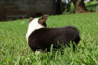 Coco🩷, a female Pembroke Welsh Corgi for sale in Charlotte, NC – 6 of 10