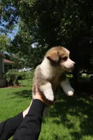 Benjamin 🩵, a male Pembroke Welsh Corgi for sale in Charlotte, NC – 5 of 6
