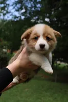 Bruno🩵, a male Pembroke Welsh Corgi for sale in Charlotte, NC – 3 of 8
