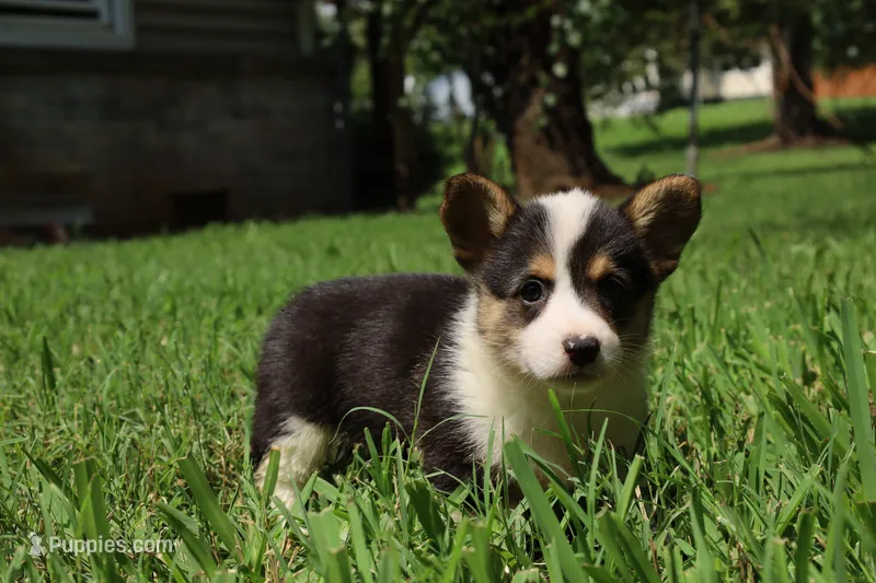 Coco🩷 – Pembroke Welsh Corgi puppy for sale in Charlotte, NC