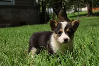 Coco🩷, a female Pembroke Welsh Corgi for sale in Charlotte, NC – 1 of 10