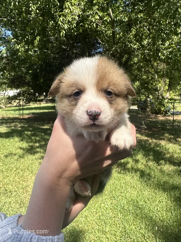 Bruno – Pembroke Welsh Corgi puppy for sale in Charlotte, NC