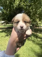 Bruno, a male Pembroke Welsh Corgi for sale in Charlotte, NC – 1 of 5