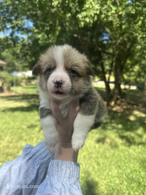 Bella – Pembroke Welsh Corgi puppy for sale in Charlotte, NC