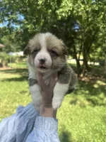 Bella, a female Pembroke Welsh Corgi for sale in Charlotte, NC – 1 of 4