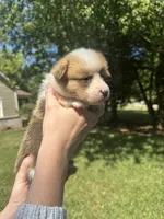 Bruno, a male Pembroke Welsh Corgi for sale in Charlotte, NC – 3 of 5