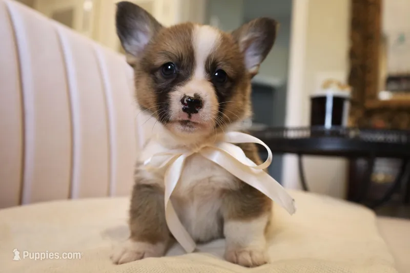 Vinny – Pembroke Welsh Corgi puppy for sale in Charlotte, NC