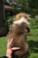 Mr. Squeak🩵, a male Pembroke Welsh Corgi for sale in Charlotte, NC – 5 of 7