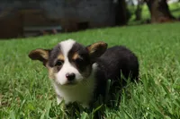 Coco🩷, a female Pembroke Welsh Corgi for sale in Charlotte, NC – 2 of 10