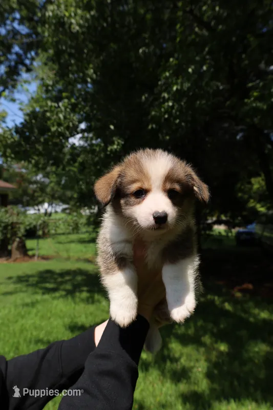 Benjamin 🩵 – Pembroke Welsh Corgi puppy for sale in Charlotte, NC
