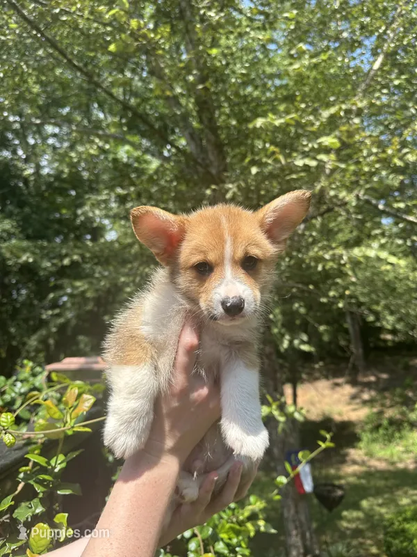 Mr. Squeak🩵 – Pembroke Welsh Corgi puppy for sale in Charlotte, NC