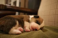 Ollie, a male Pembroke Welsh Corgi for sale in Charlotte, NC – Photo 4 of 4