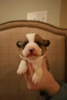 Ollie, a male Pembroke Welsh Corgi for sale in Charlotte, NC – Photo 3 of 4