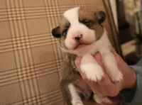 Ollie, a male Pembroke Welsh Corgi for sale in Charlotte, NC – Photo 1 of 4