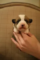 Ollie, a male Pembroke Welsh Corgi for sale in Charlotte, NC – Photo 2 of 4