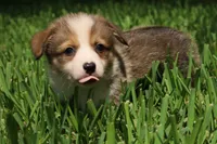 Benjamin 🩵, a male Pembroke Welsh Corgi for sale in Charlotte, NC – 4 of 6